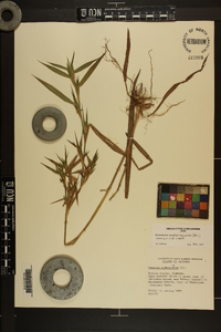 Dichanthelium scabriusculum image