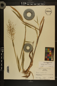 Dichanthelium scoparium image