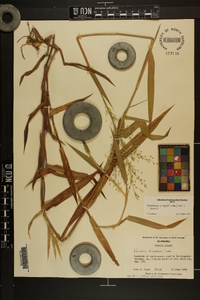 Dichanthelium scoparium image