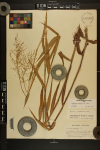 Dichanthelium scoparium image