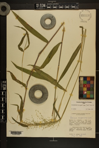 Dichanthelium scoparium image