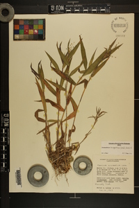 Dichanthelium scoparium image