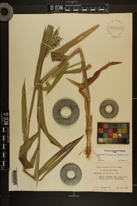 Dichanthelium scoparium image