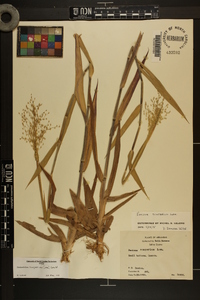 Dichanthelium scoparium image