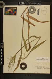 Dichanthelium scoparium image