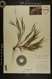 Dichanthelium villosissimum var. villosissimum image