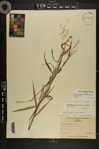 Panicum malacon image