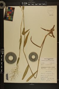 Dichanthelium scoparium image