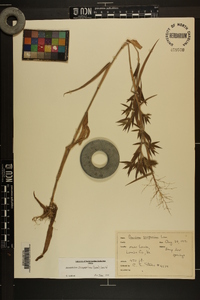 Dichanthelium scoparium image