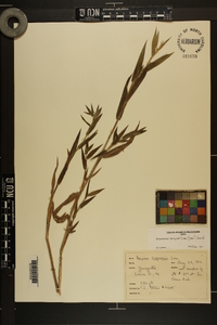 Dichanthelium scoparium image