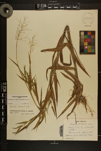 Dichanthelium scoparium image