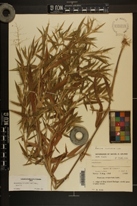 Dichanthelium scoparium image