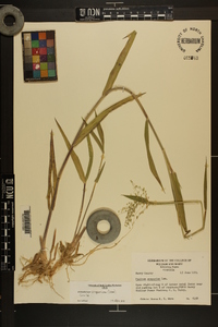 Dichanthelium scoparium image