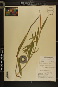 Dichanthelium scoparium image