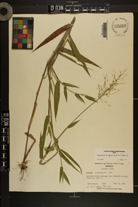 Dichanthelium scoparium image