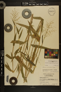 Dichanthelium scoparium image
