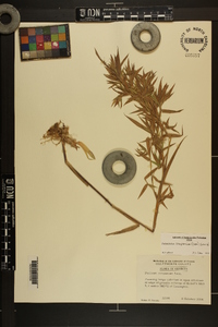 Dichanthelium scoparium image