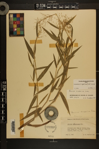 Dichanthelium scoparium image