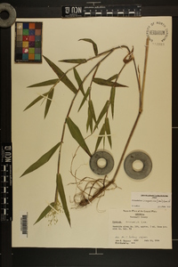 Dichanthelium scoparium image