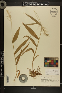 Dichanthelium polyanthes image