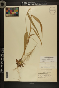 Dichanthelium polyanthes image