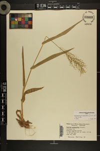 Dichanthelium polyanthes image