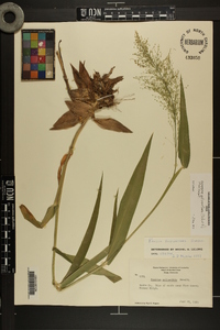 Dichanthelium polyanthes image