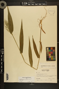 Dichanthelium polyanthes image