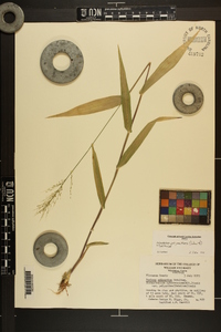 Dichanthelium polyanthes image