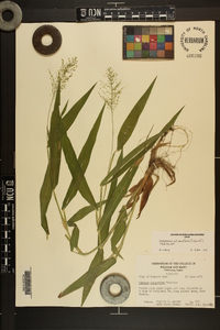 Dichanthelium polyanthes image