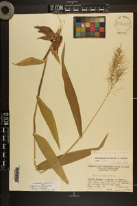 Dichanthelium polyanthes image