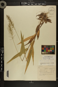 Dichanthelium polyanthes image