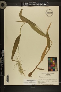 Dichanthelium polyanthes image