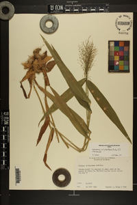 Dichanthelium polyanthes image