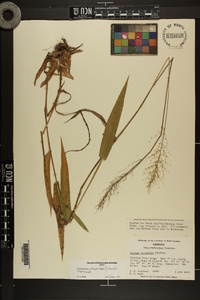 Dichanthelium polyanthes image