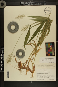 Dichanthelium polyanthes image