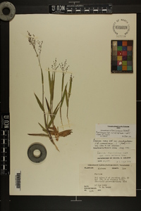 Dichanthelium villosissimum var. villosissimum image