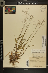 Dichanthelium ovale var. addisonii image