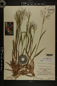 Dichanthelium villosissimum var. villosissimum image