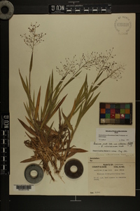 Dichanthelium villosissimum var. villosissimum image