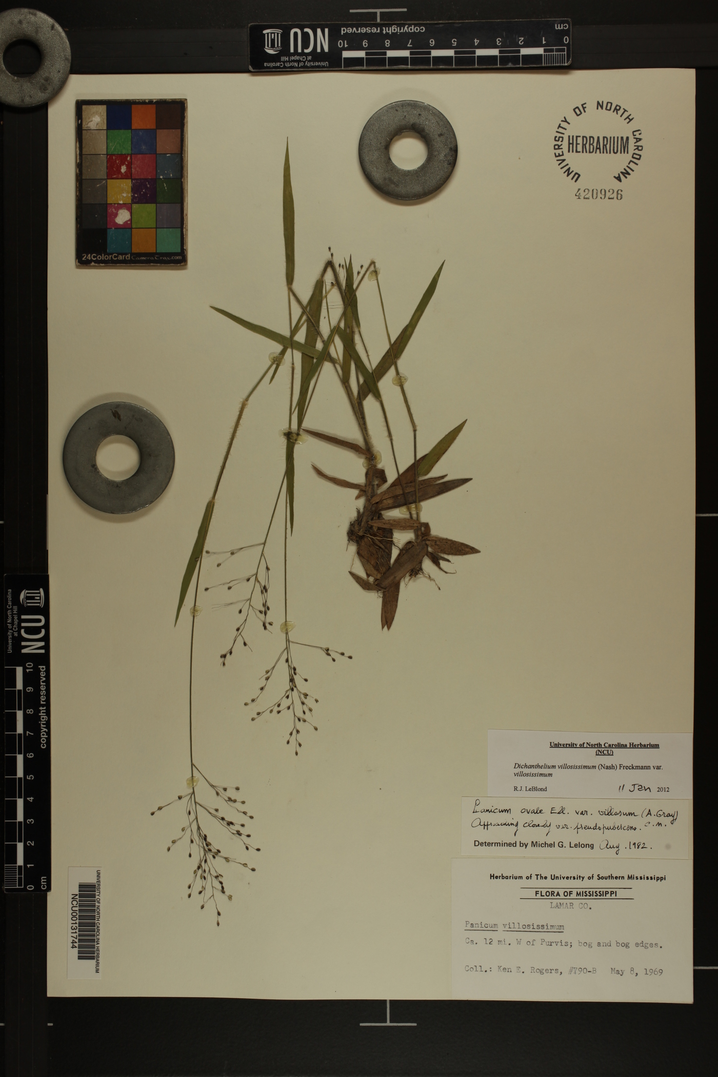 Dichanthelium villosissimum var. villosissimum image