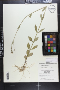 Verbena brasiliensis image