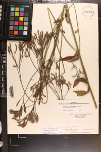 Verbena brasiliensis image