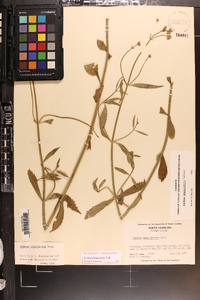 Verbena brasiliensis image