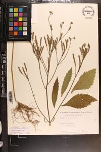 Verbena brasiliensis image