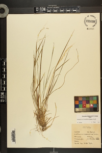 Dichanthelium linearifolium image