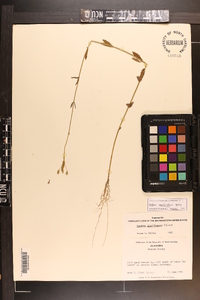 Verbena montevidensis image