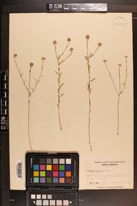 Polygala curtissii image