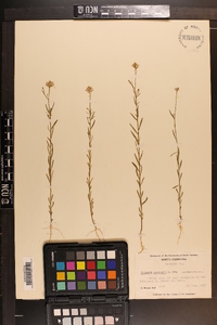 Polygala curtissii image