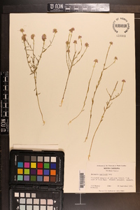 Polygala curtissii image